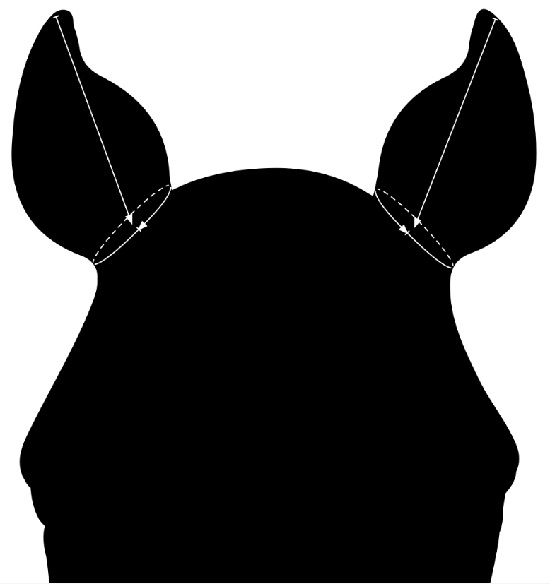 EBT Size Guide Image